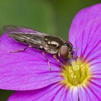 Hoverfly 2 